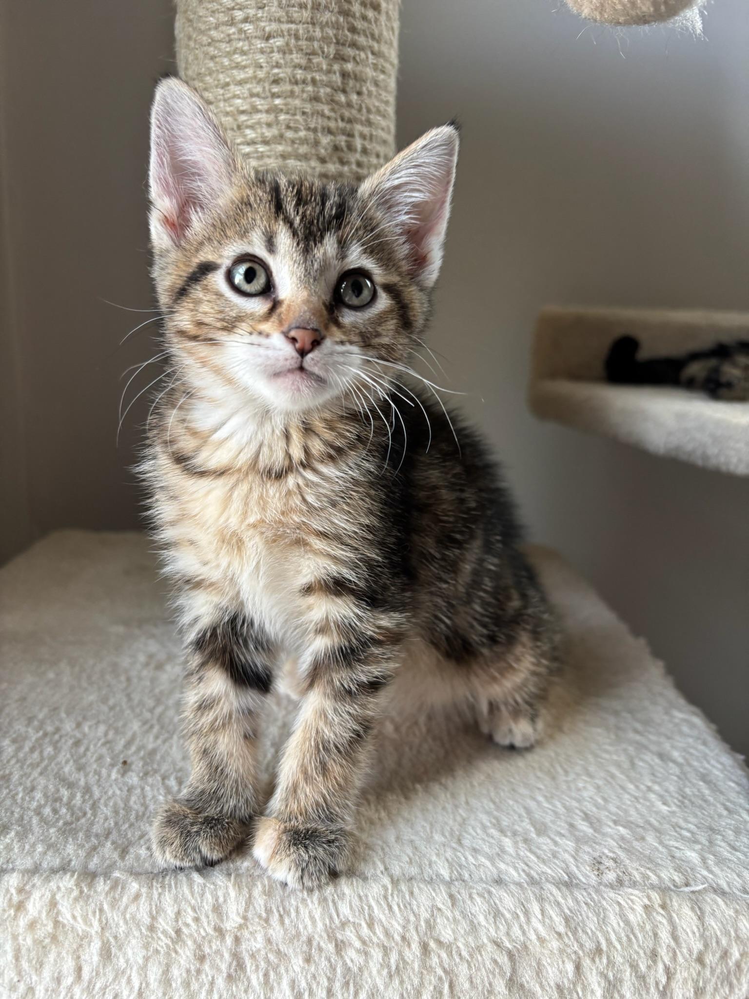 Enlarge Artemis, an adopted Domestic Short Hair in Chicago, IL image 4/6