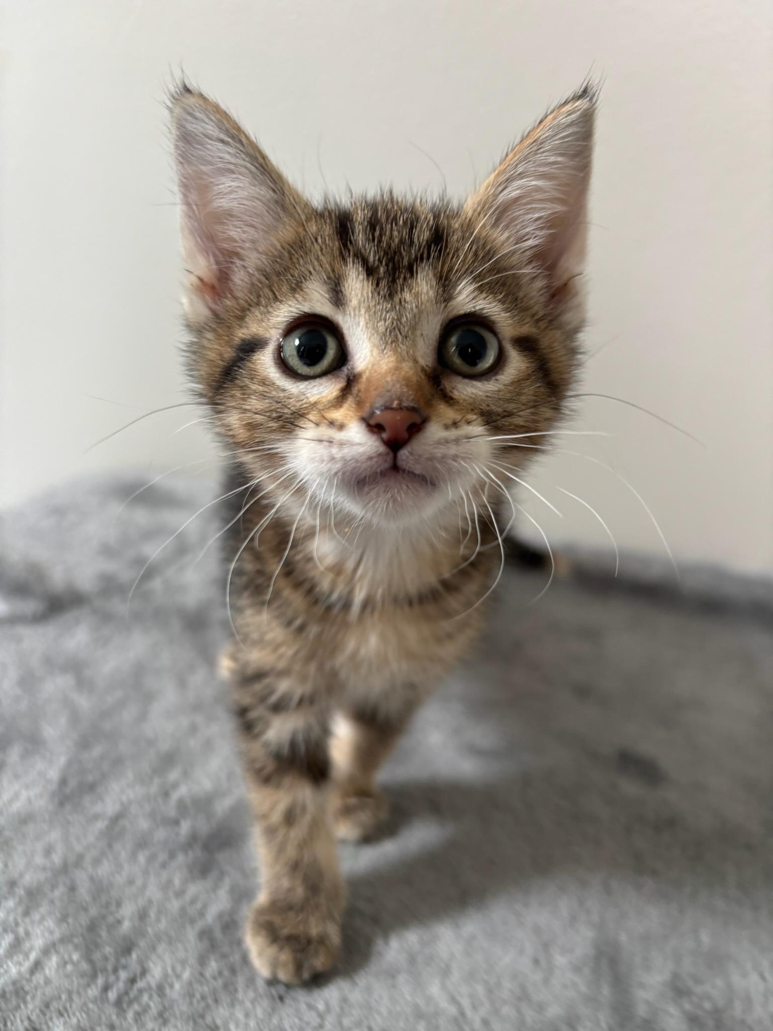 Enlarge Artemis, an adopted Domestic Short Hair in Chicago, IL image 5/6