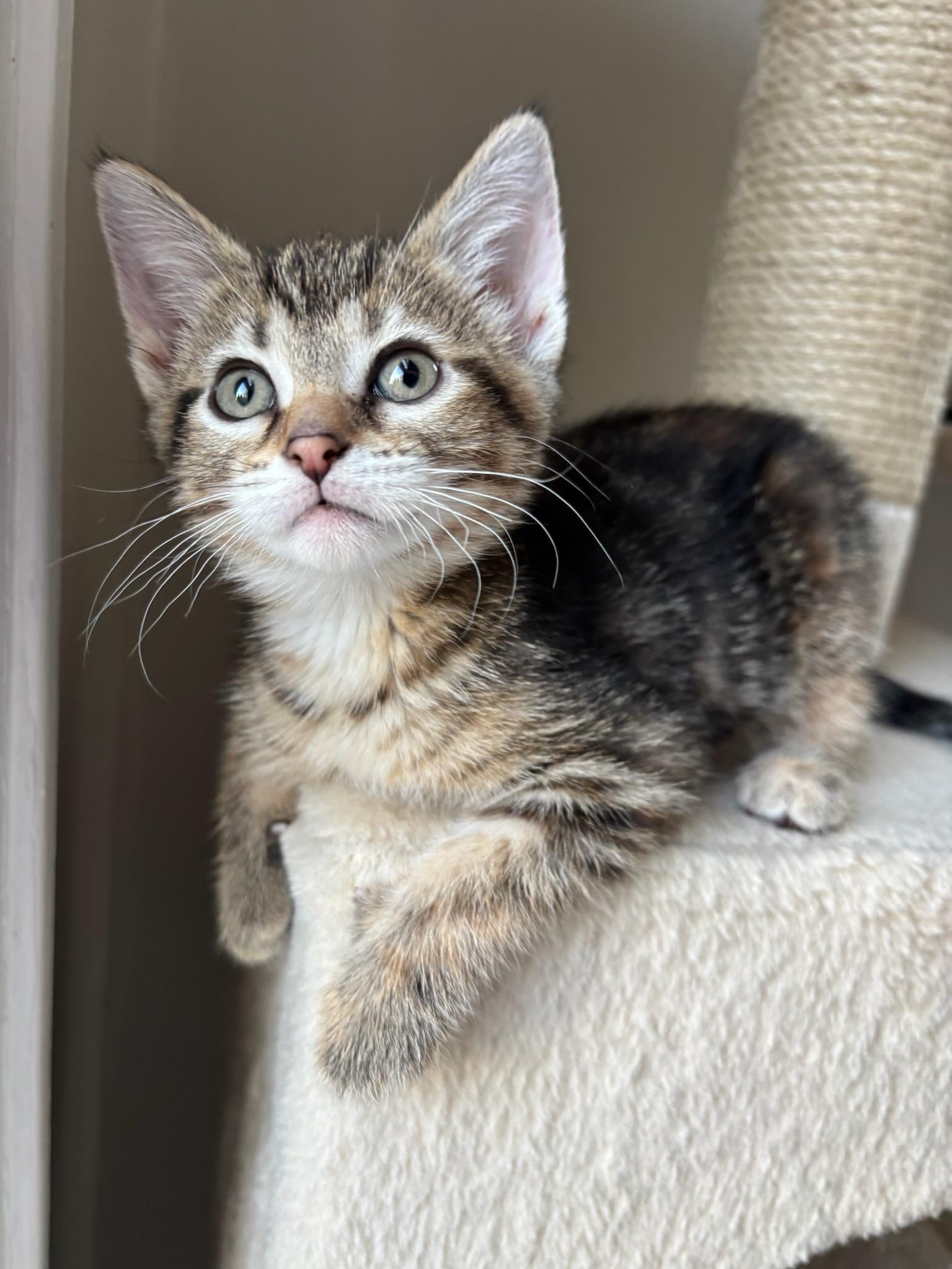 Enlarge Artemis, an adopted Domestic Short Hair in Chicago, IL image 2/6