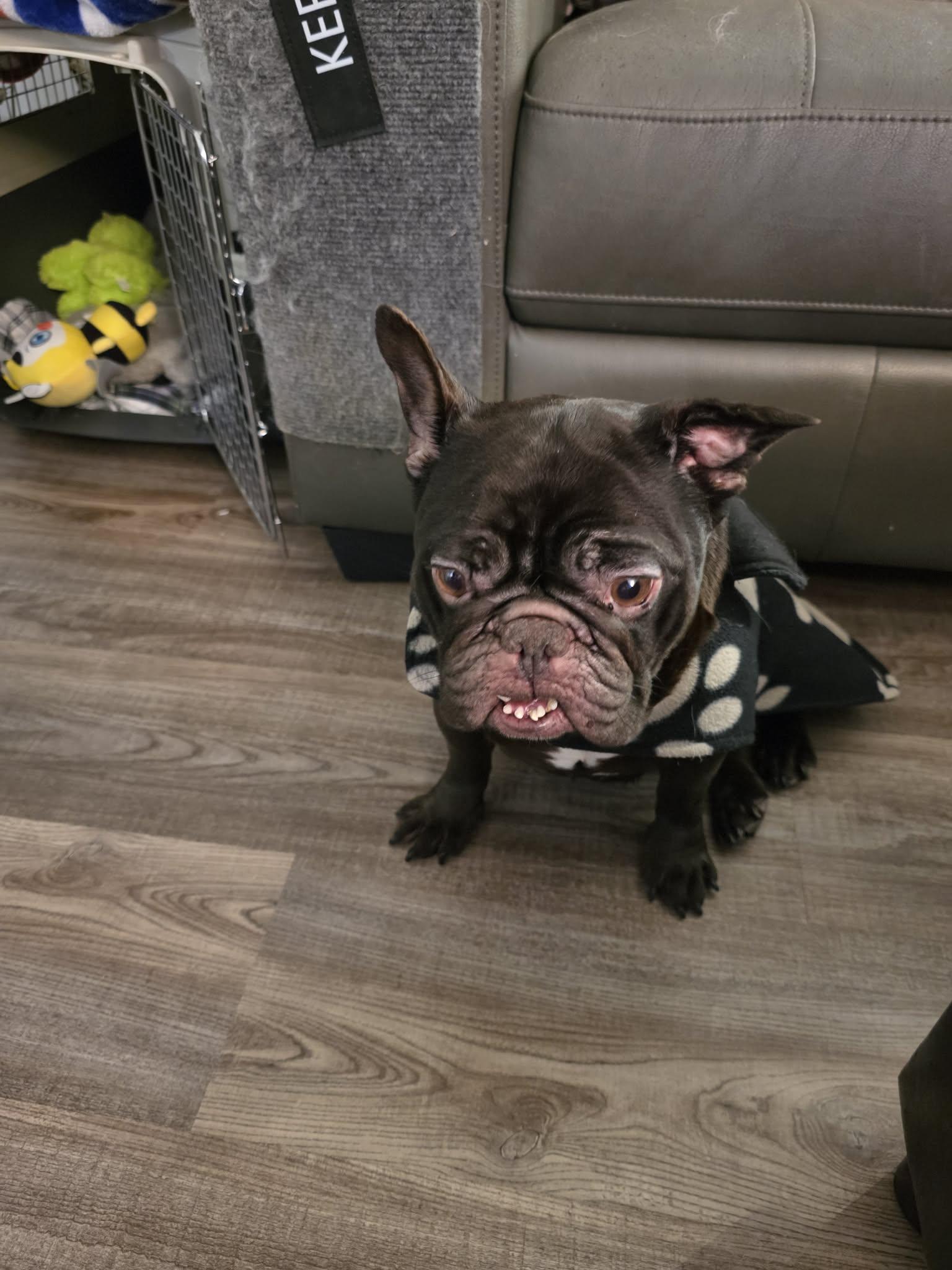 Enlarge Coco #2, a ADOPTABLE mixed breed in Calgary, AB image 6/6