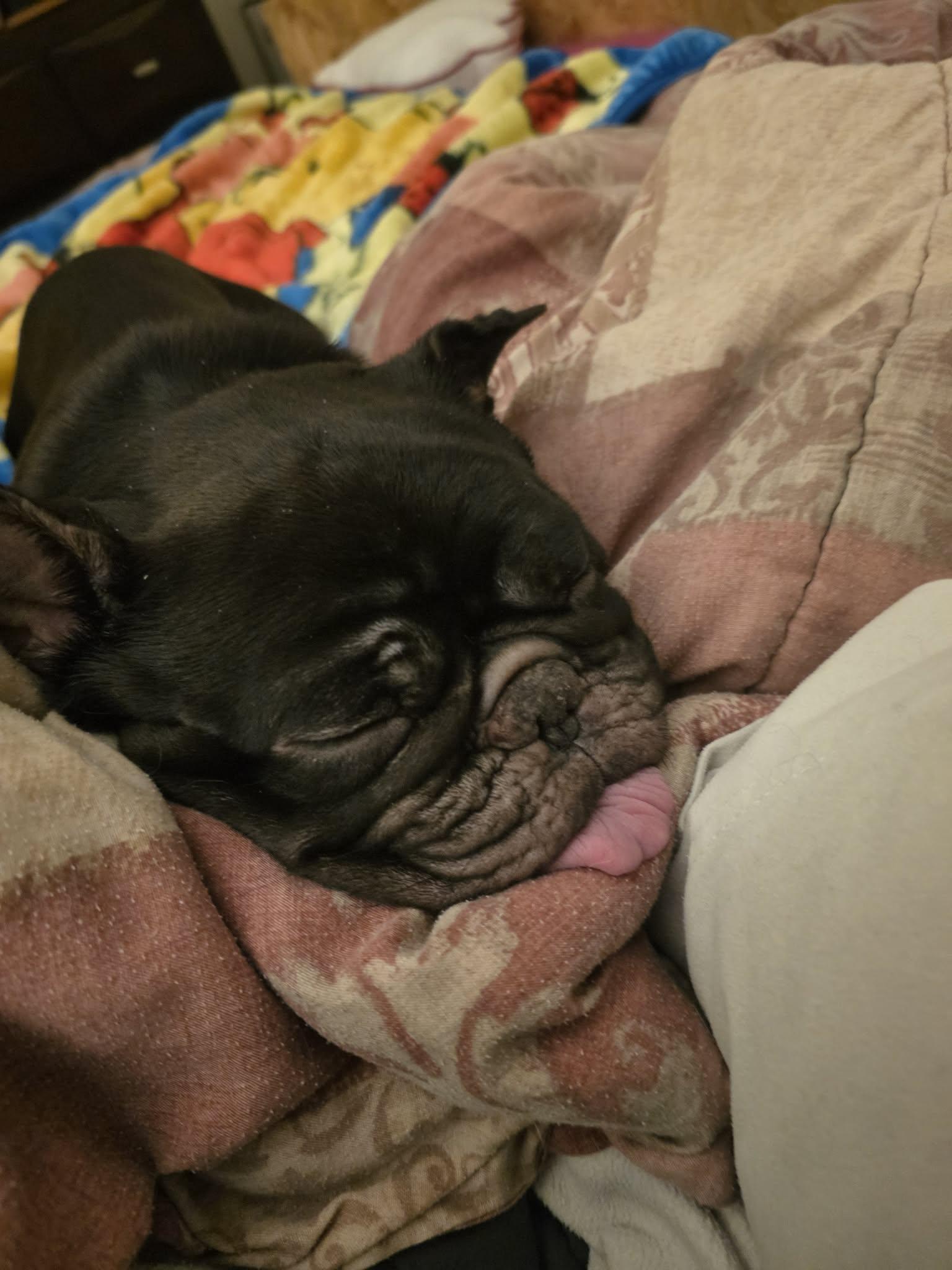 Enlarge Coco #2, a ADOPTABLE mixed breed in Calgary, AB image 2/6