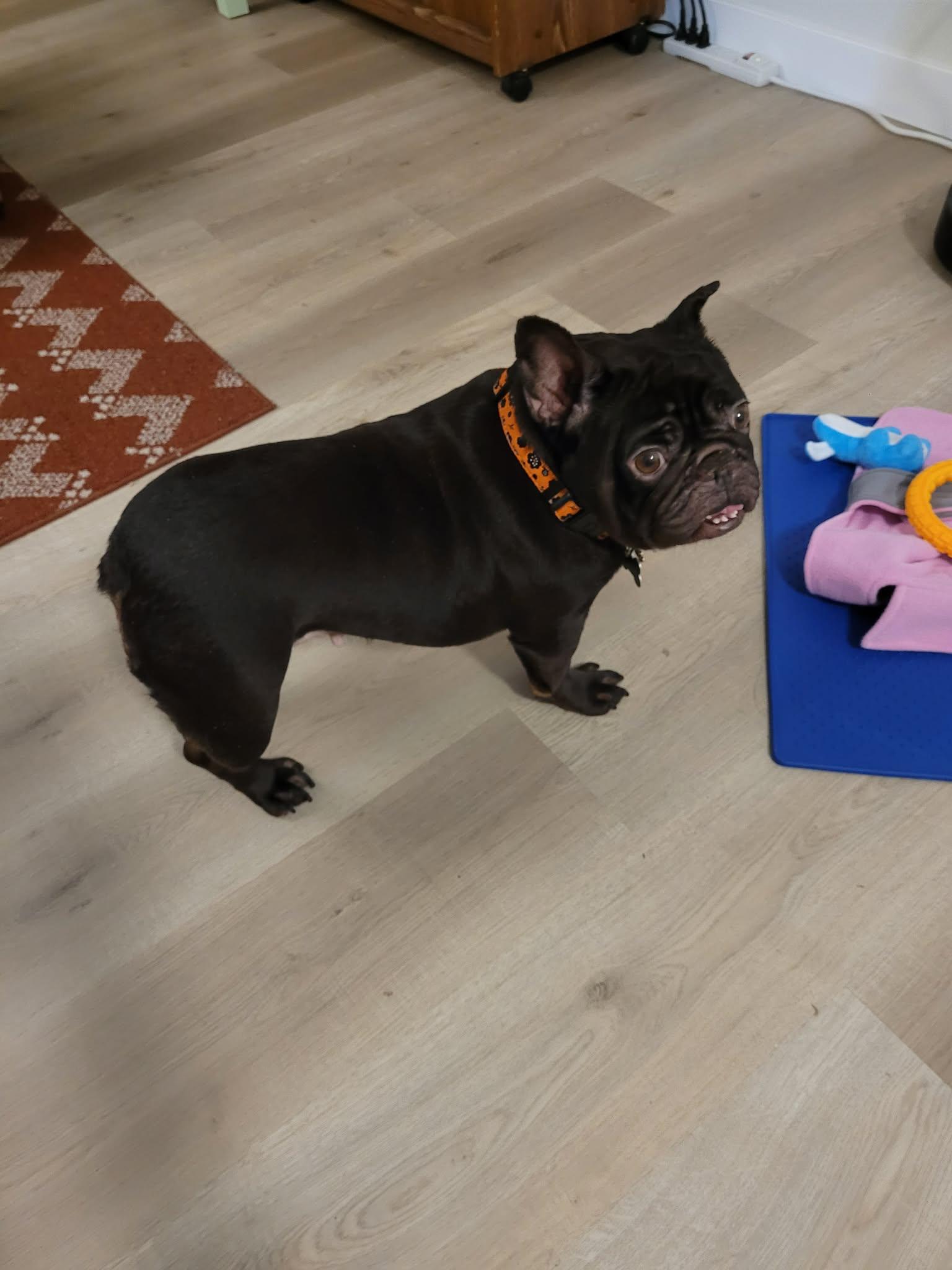 Enlarge Coco #2, a ADOPTABLE mixed breed in Calgary, AB image 5/6