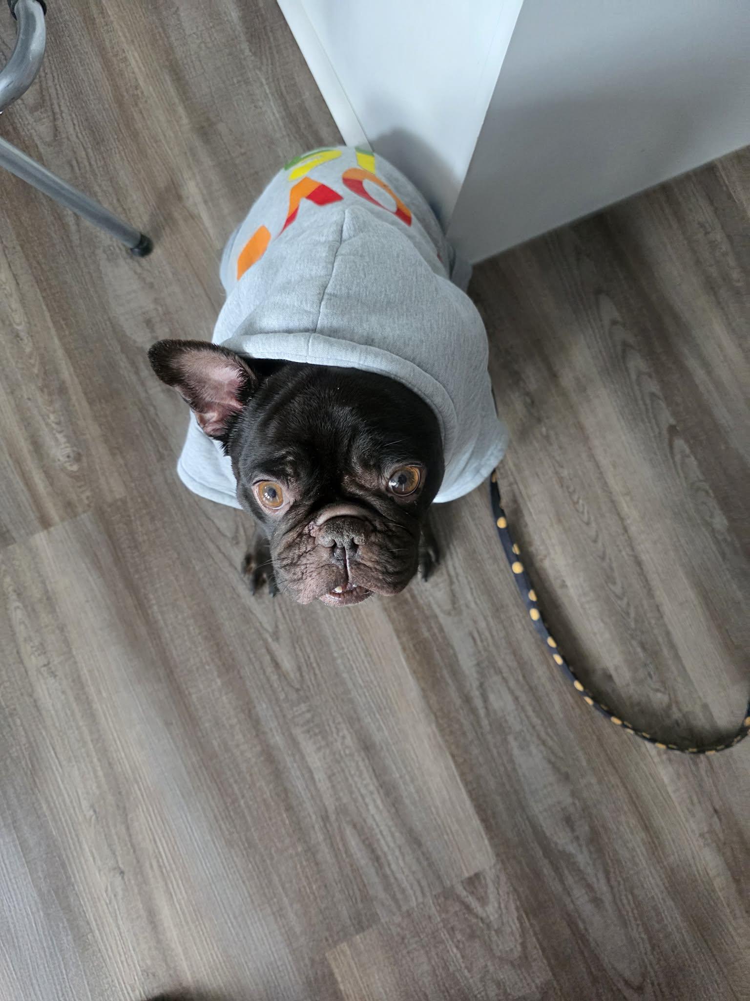 Coco #2, ADOPTABLE, Senior Female French Bulldog.