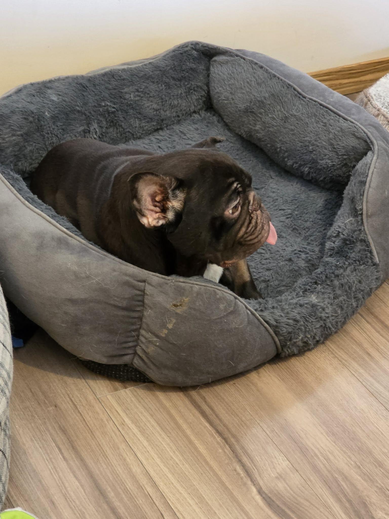 Enlarge Coco #2, a ADOPTABLE mixed breed in Calgary, AB image 4/6