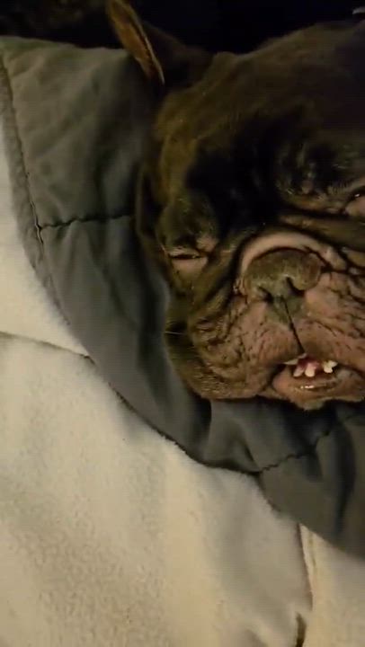 Enlarge Coco #2, a ADOPTABLE mixed breed in Calgary, AB video 3/6