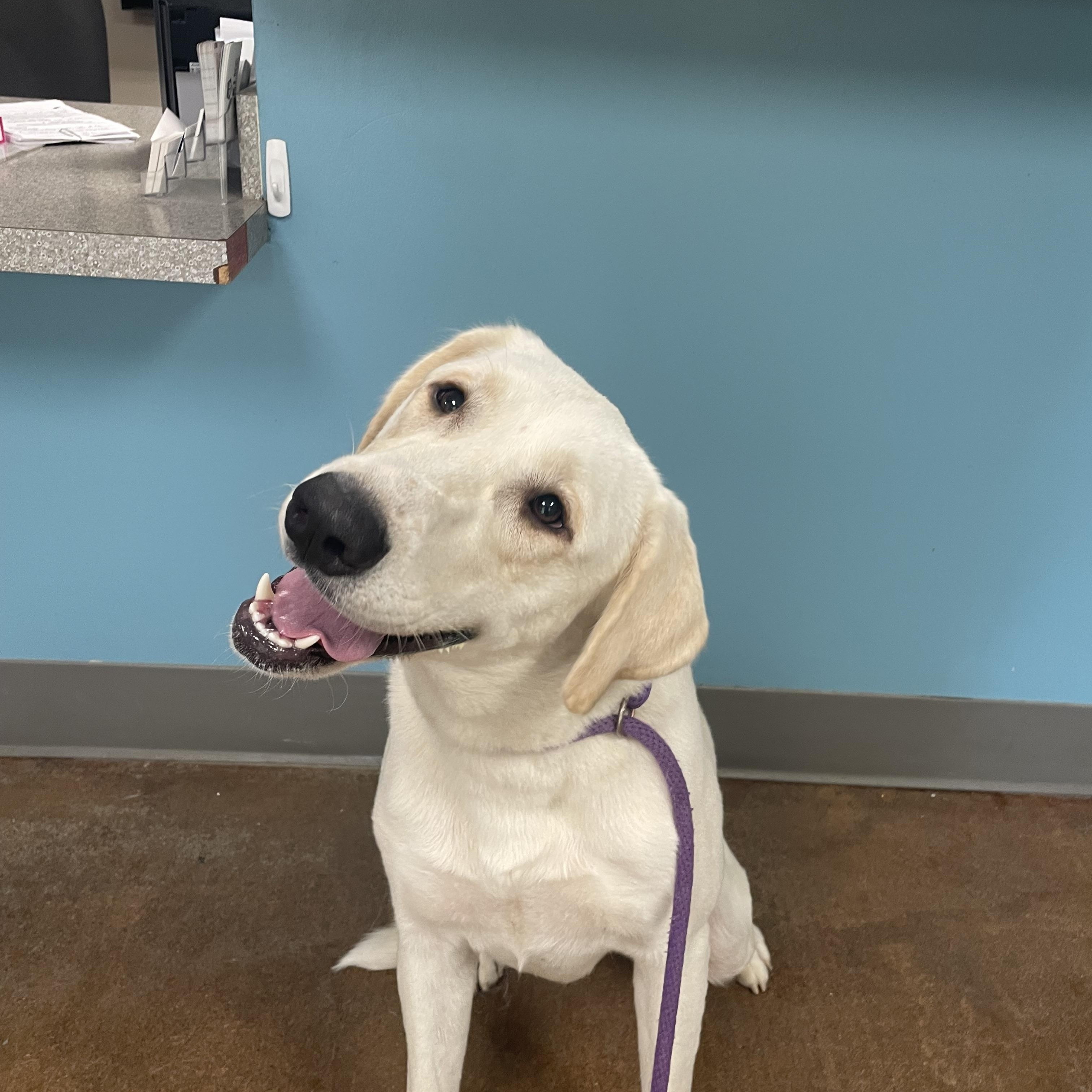Enlarge Lucy, an adopted mixed breed in Gladstone, MO image 1/1