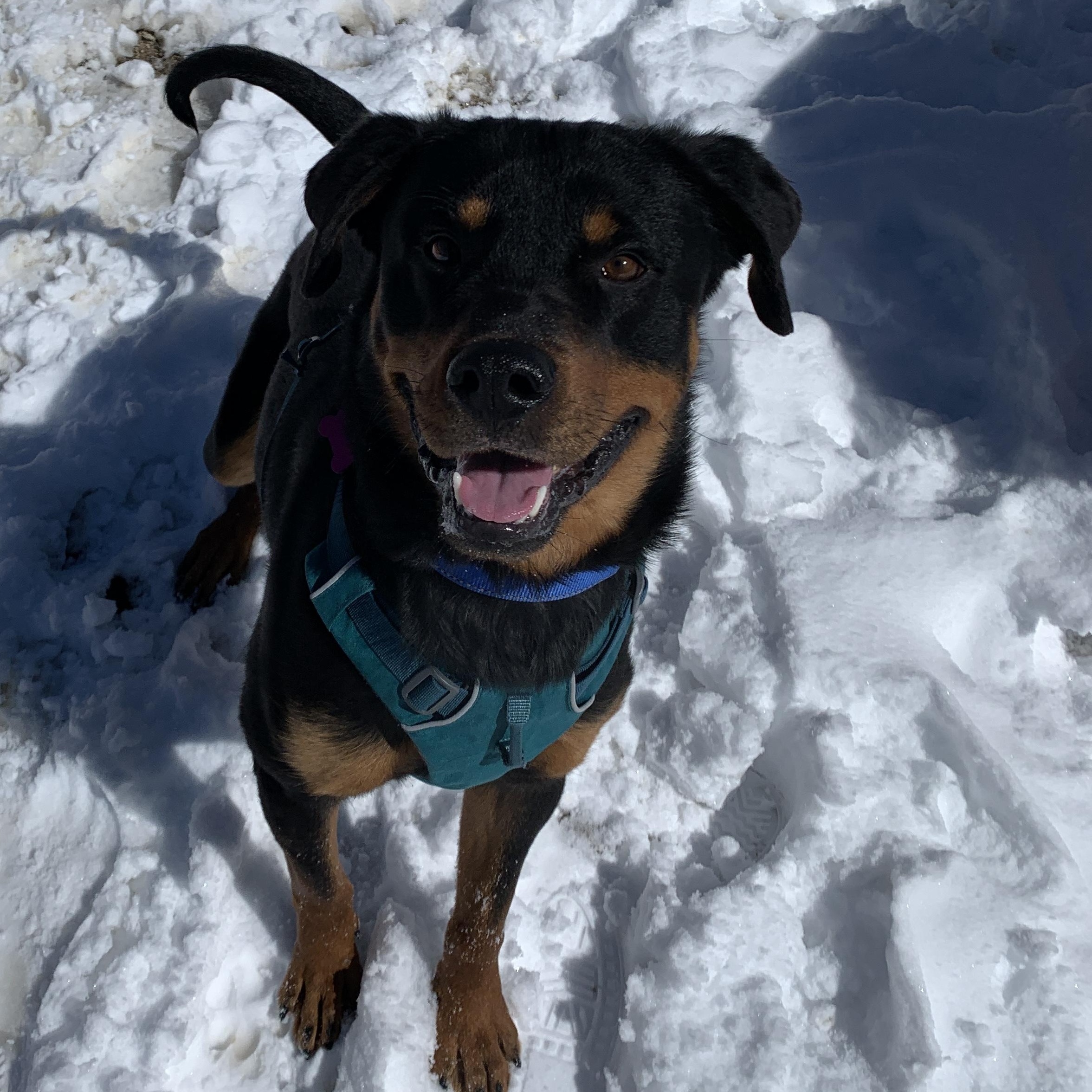 Enlarge Rusty, an adopted mixed breed in Buena Vista, CO image 1/6