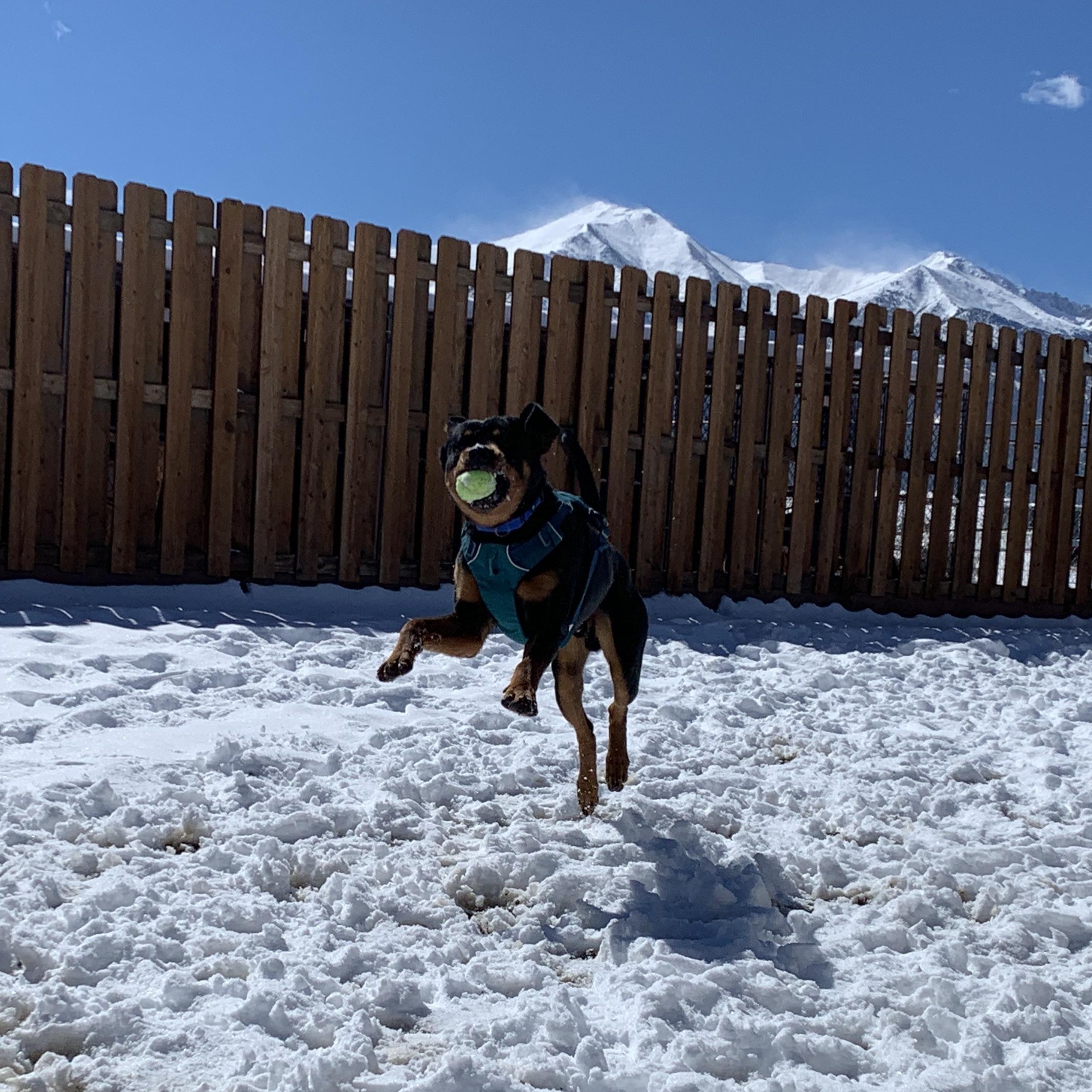 Enlarge Rusty, an adopted mixed breed in Buena Vista, CO image 6/6