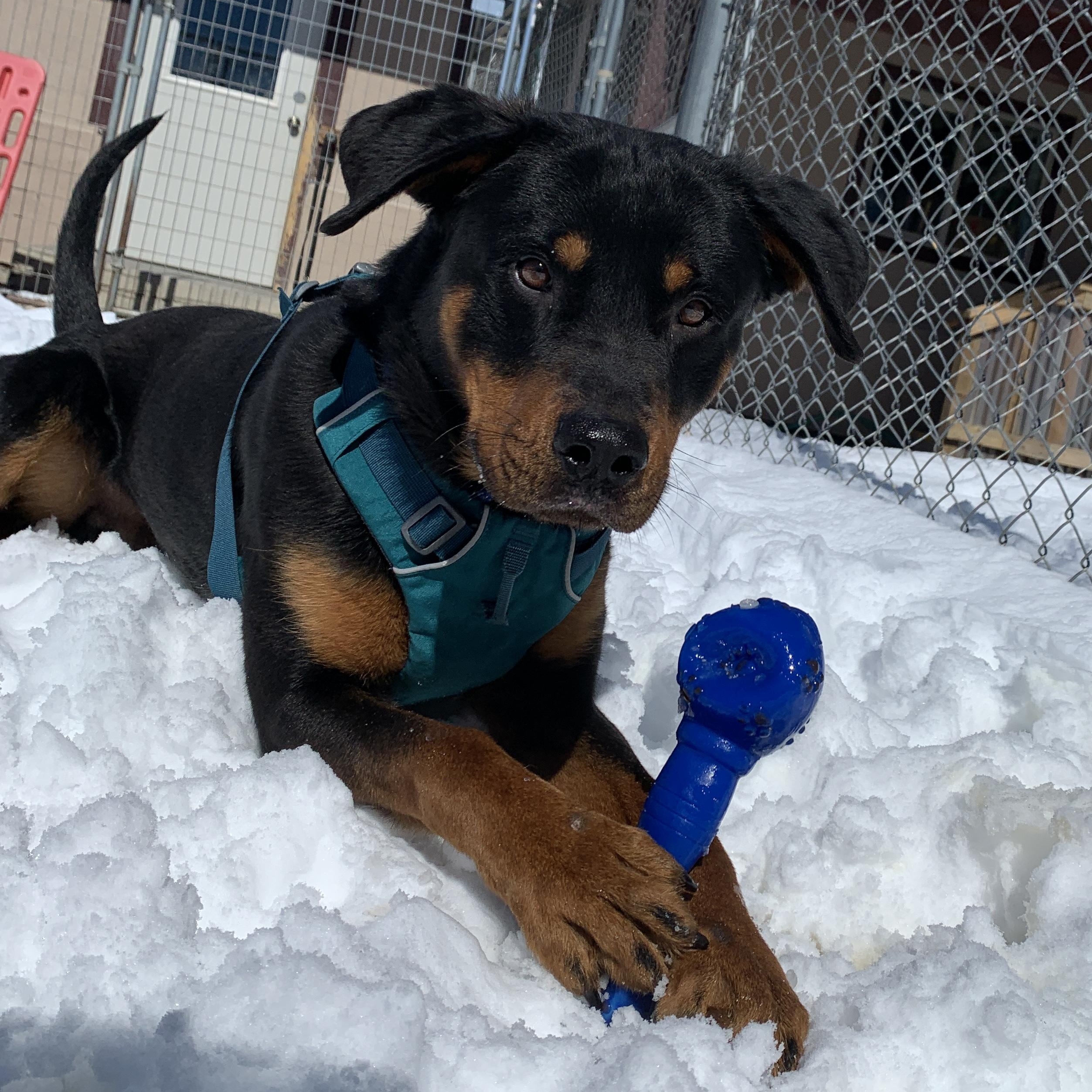 Enlarge Rusty, an adopted mixed breed in Buena Vista, CO image 2/6