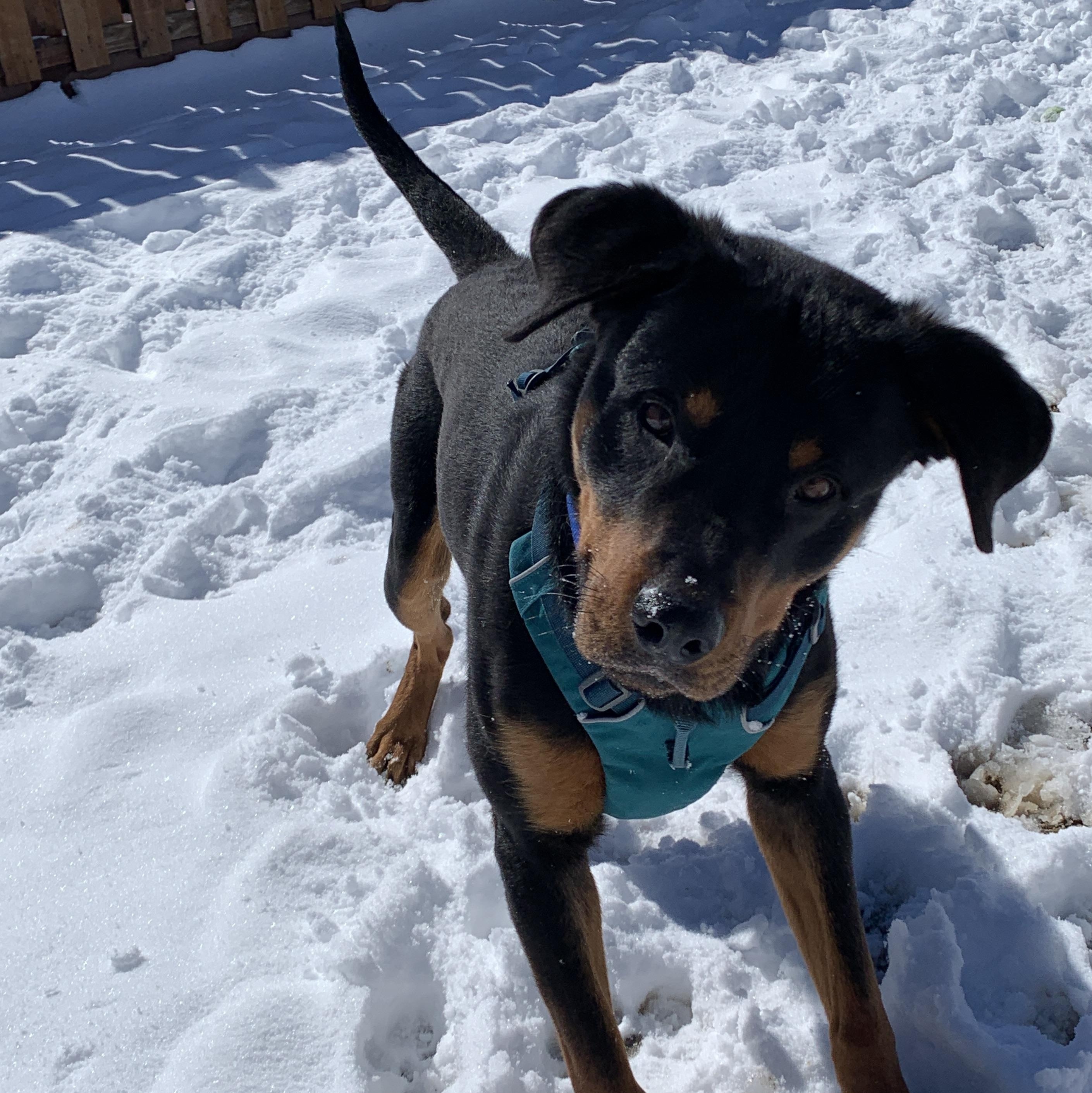 Enlarge Rusty, an adopted mixed breed in Buena Vista, CO image 5/6