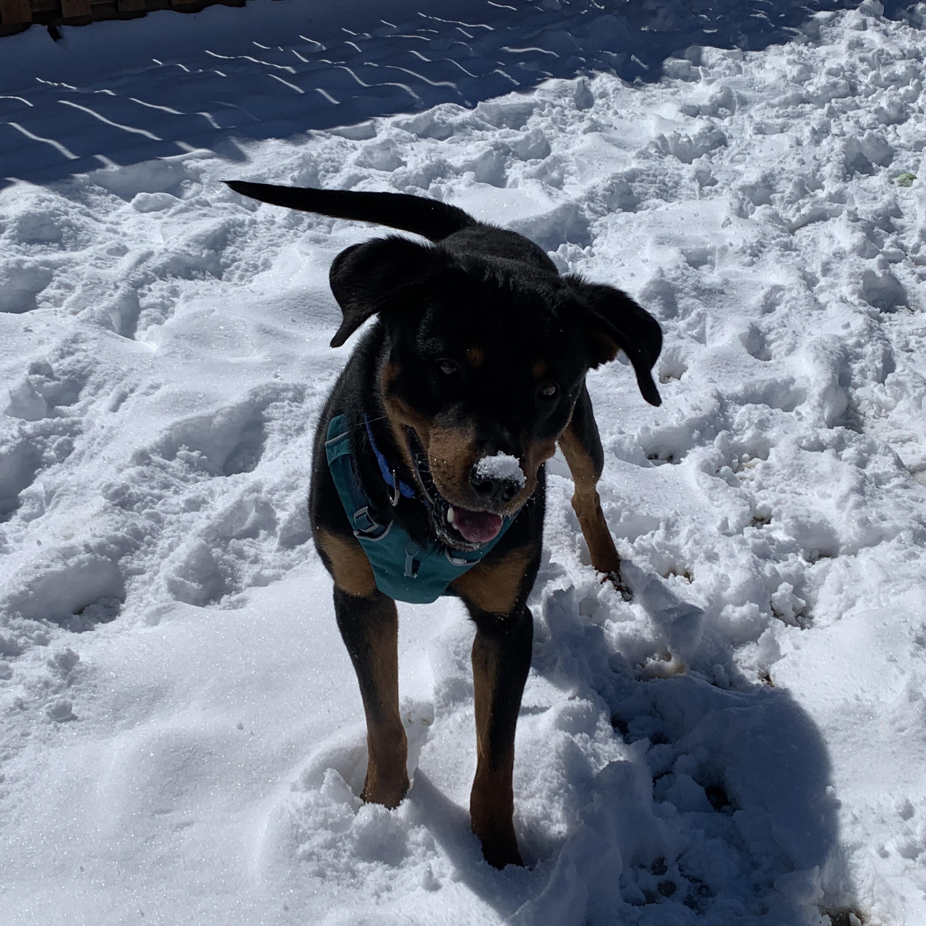 Enlarge Rusty, an adopted mixed breed in Buena Vista, CO image 3/6