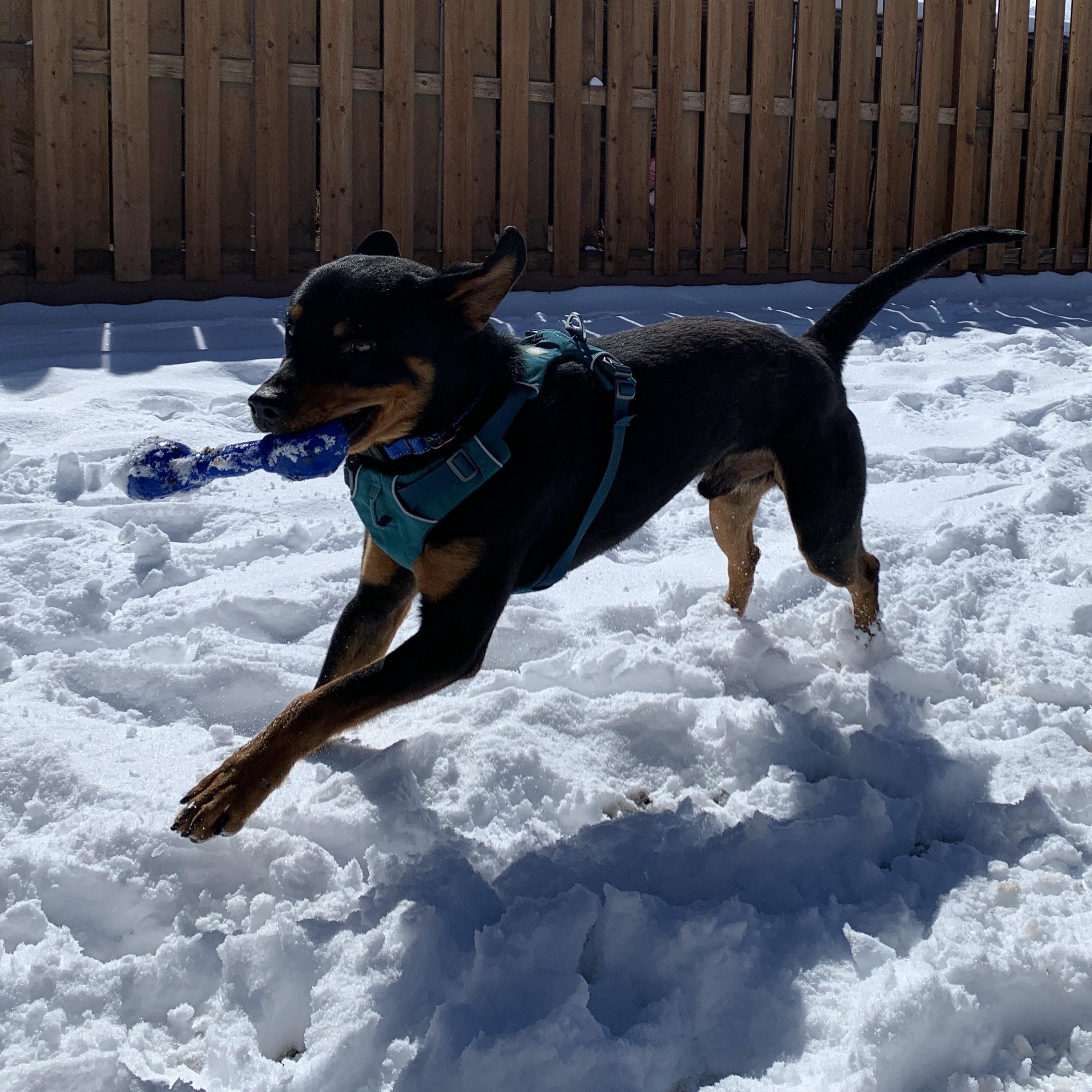 Enlarge Rusty, an adopted mixed breed in Buena Vista, CO image 4/6