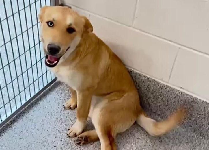 Angelica (Pickles) - 8 month old Carolina Dog mix - Spayed - UPD on Shots - Dog Friendly