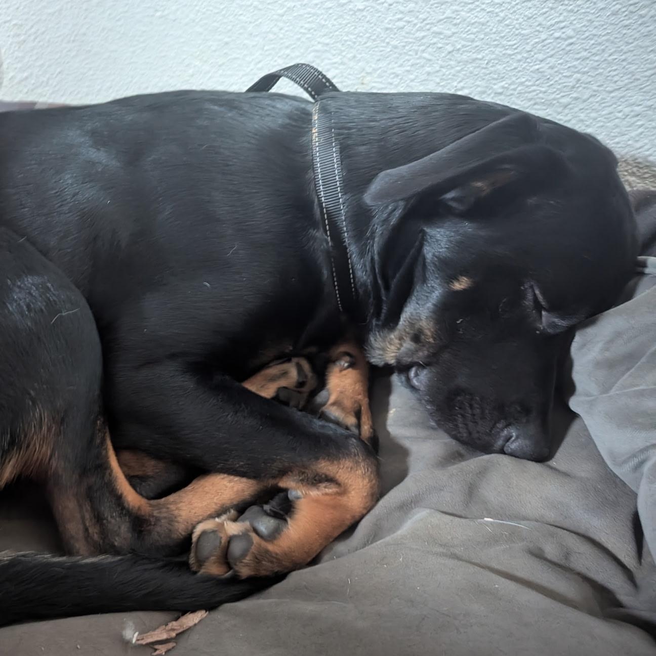 Enlarge TOMMY, a Adoptable mixed breed in Seattle, WA image 3/3