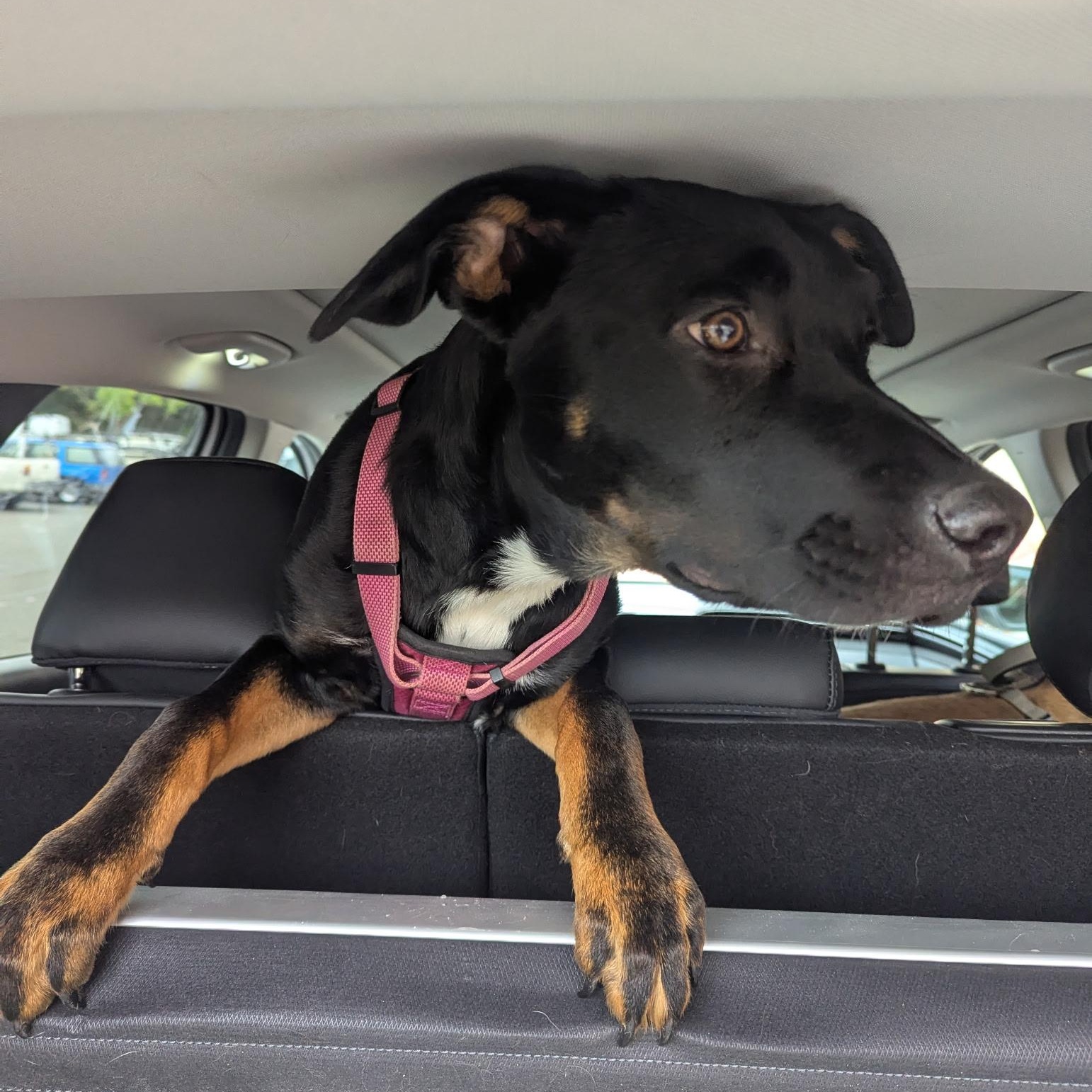 Enlarge TOMMY, a Adoptable mixed breed in Seattle, WA image 1/3