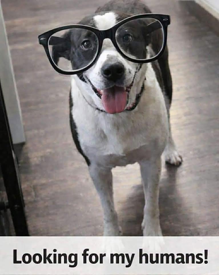 Collette, Adoptable, Adult Female Pit Bull Terrier.