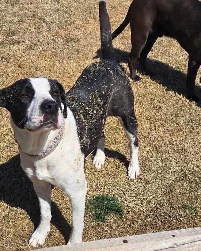 Collette, a Adoptable mixed breed in Broken Arrow, OK image 2/5