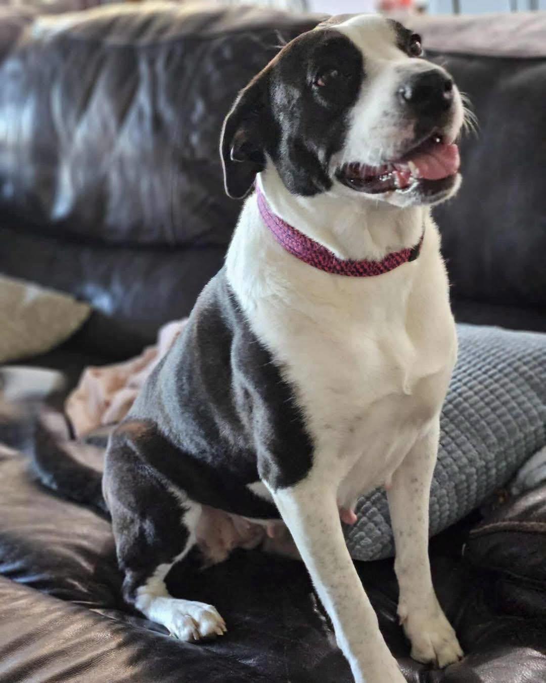 Collette, a Adoptable mixed breed in Broken Arrow, OK image 5/5