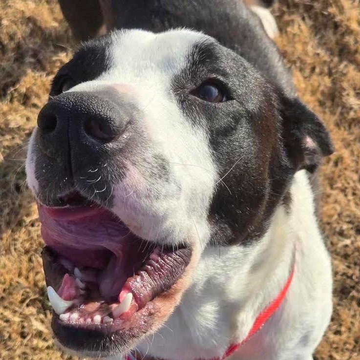 Collette, a Adoptable mixed breed in Broken Arrow, OK image 2/6