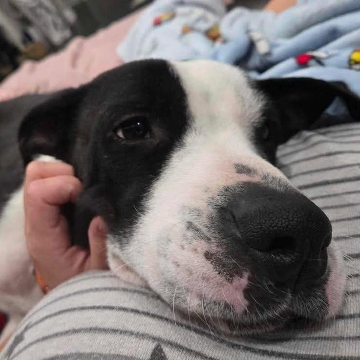 Collette, a Adoptable mixed breed in Broken Arrow, OK image 3/6