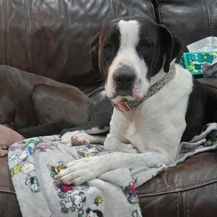 Collette, a Adoptable mixed breed in Broken Arrow, OK image 5/6