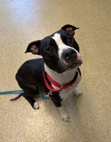 Enlarge Echo, a Adoptable mixed breed in Harbor Springs, MI image 1/2