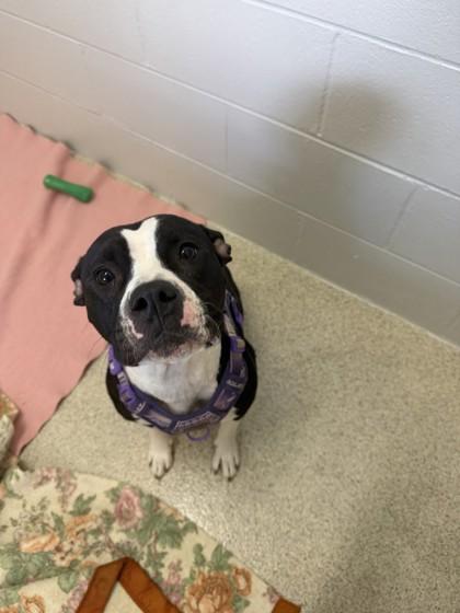 Enlarge Echo, a Adoptable mixed breed in Harbor Springs, MI image 2/2