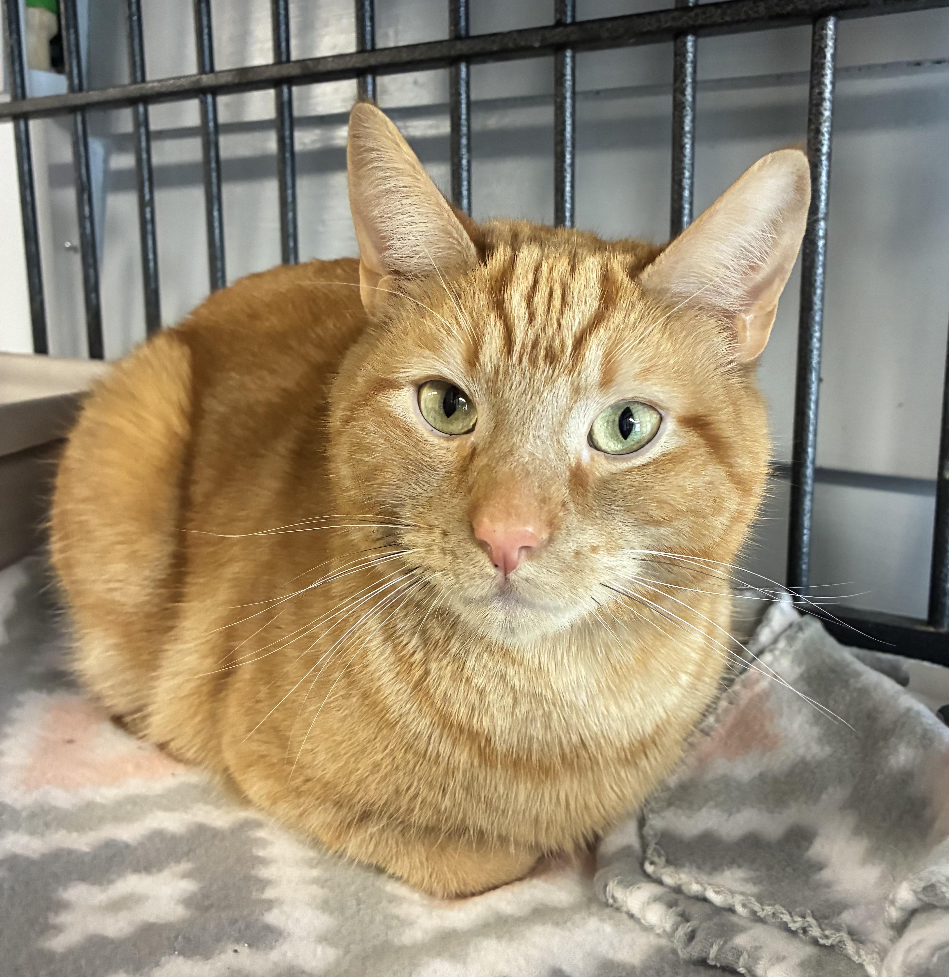 Radish, adopted, Adult Male Domestic Short Hair.