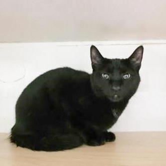 Enlarge Polly D, a Adoptable Domestic Short Hair in Shippenville, PA image 5/6