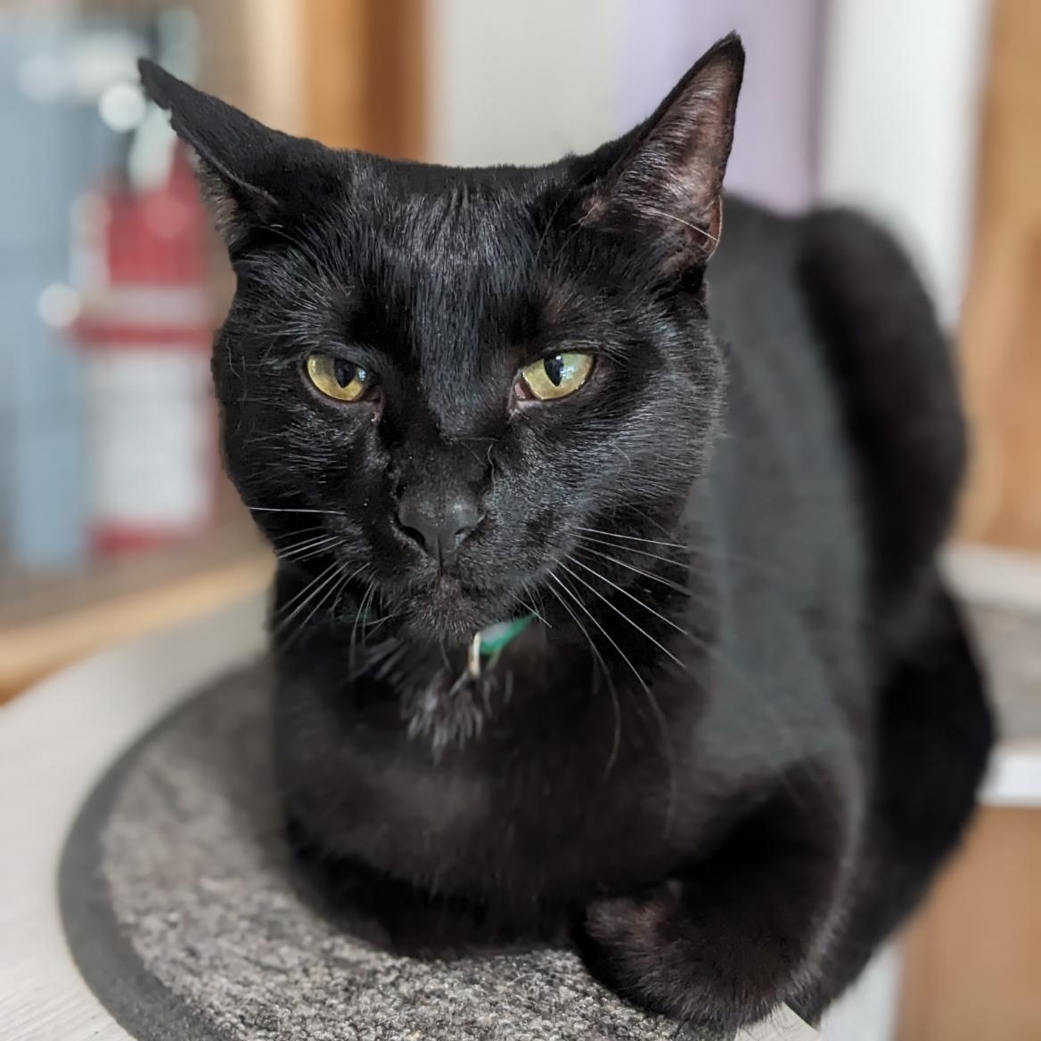 Enlarge Polly D, a Adoptable Domestic Short Hair in Shippenville, PA image 1/6