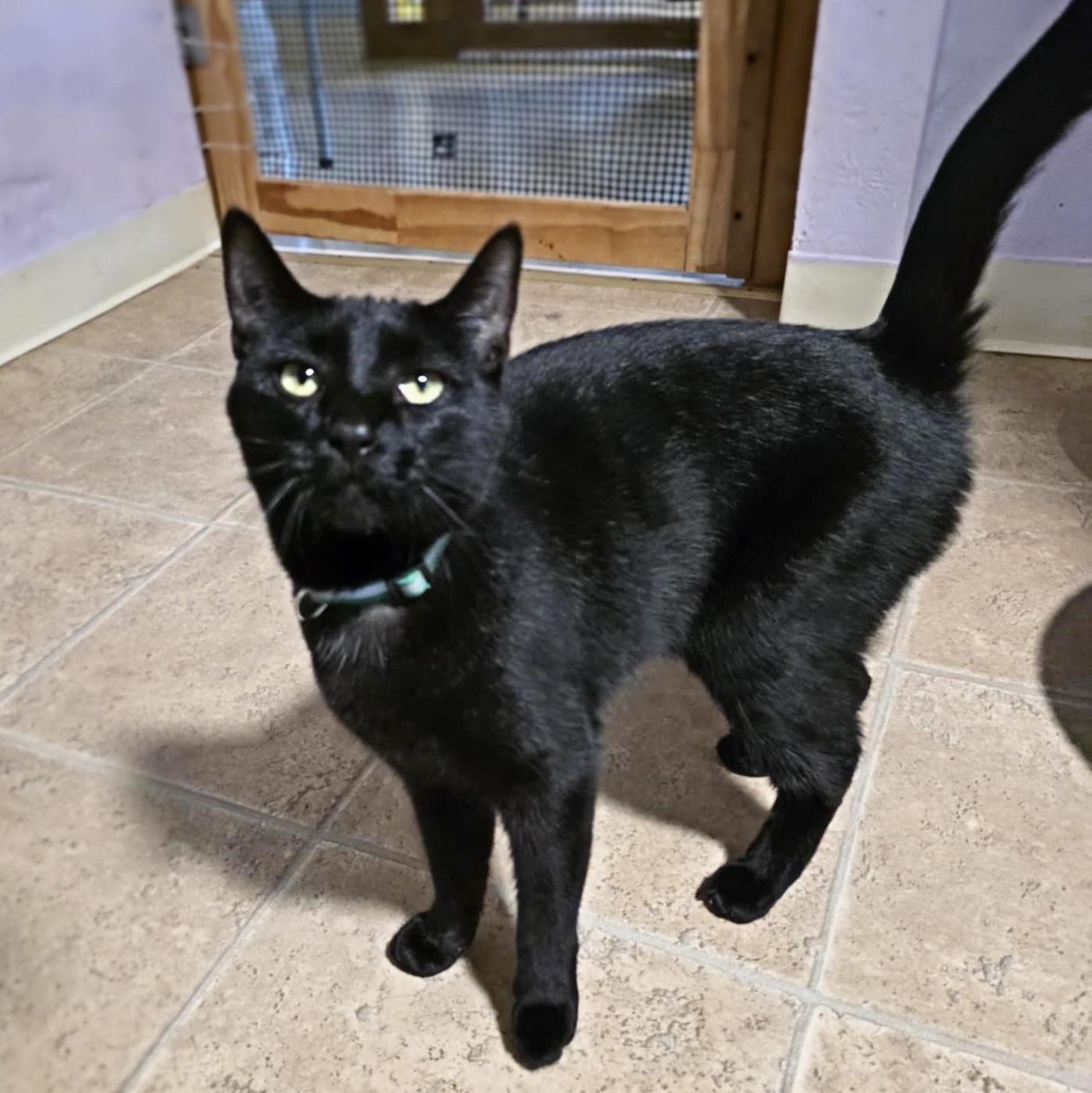 Enlarge Polly D, a Adoptable Domestic Short Hair in Shippenville, PA image 2/6