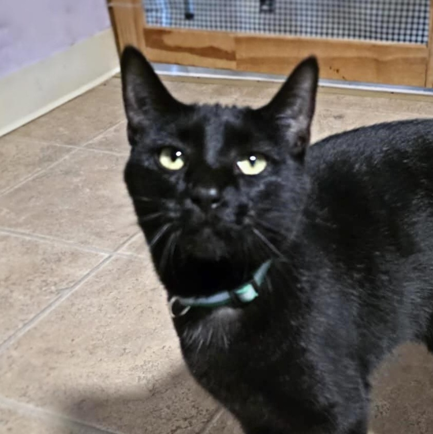 Enlarge Polly D, a Adoptable Domestic Short Hair in Shippenville, PA image 3/6