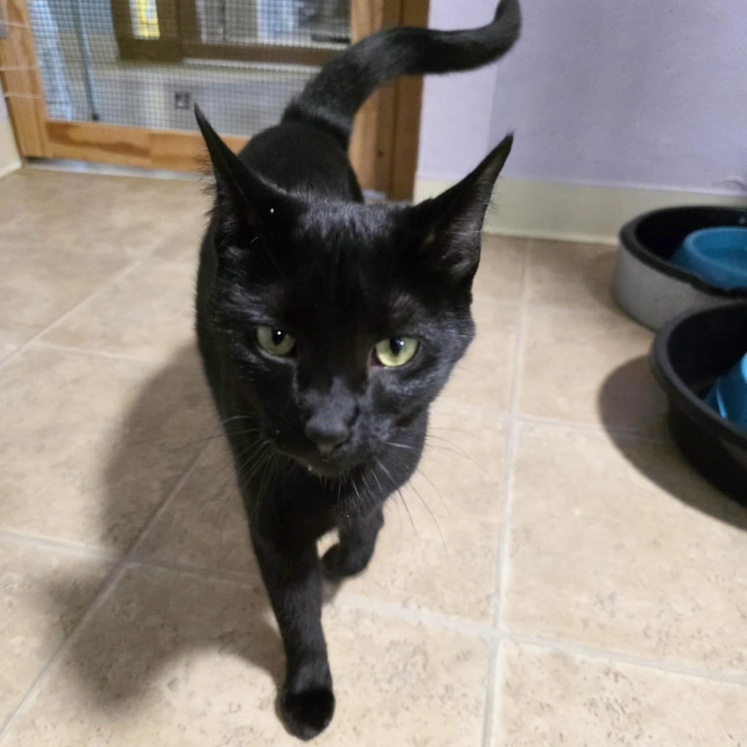 Enlarge Polly D, a Adoptable Domestic Short Hair in Shippenville, PA image 6/6