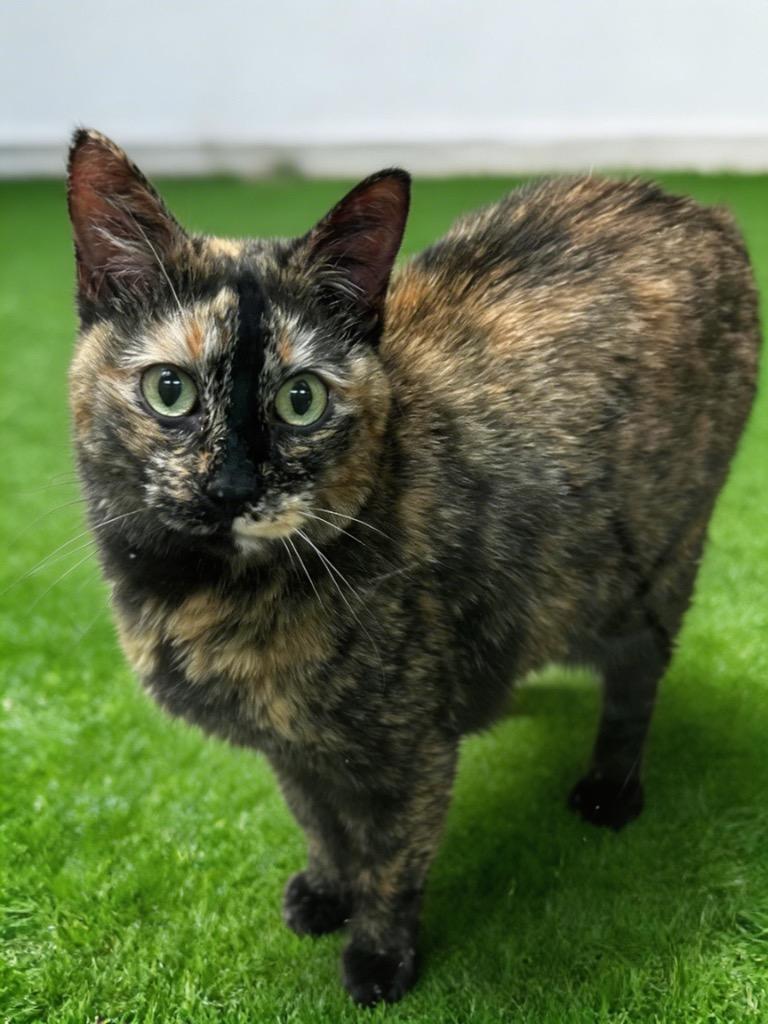 Enlarge Maggie, a Adoptable mixed breed in Midland, TX image 1/1