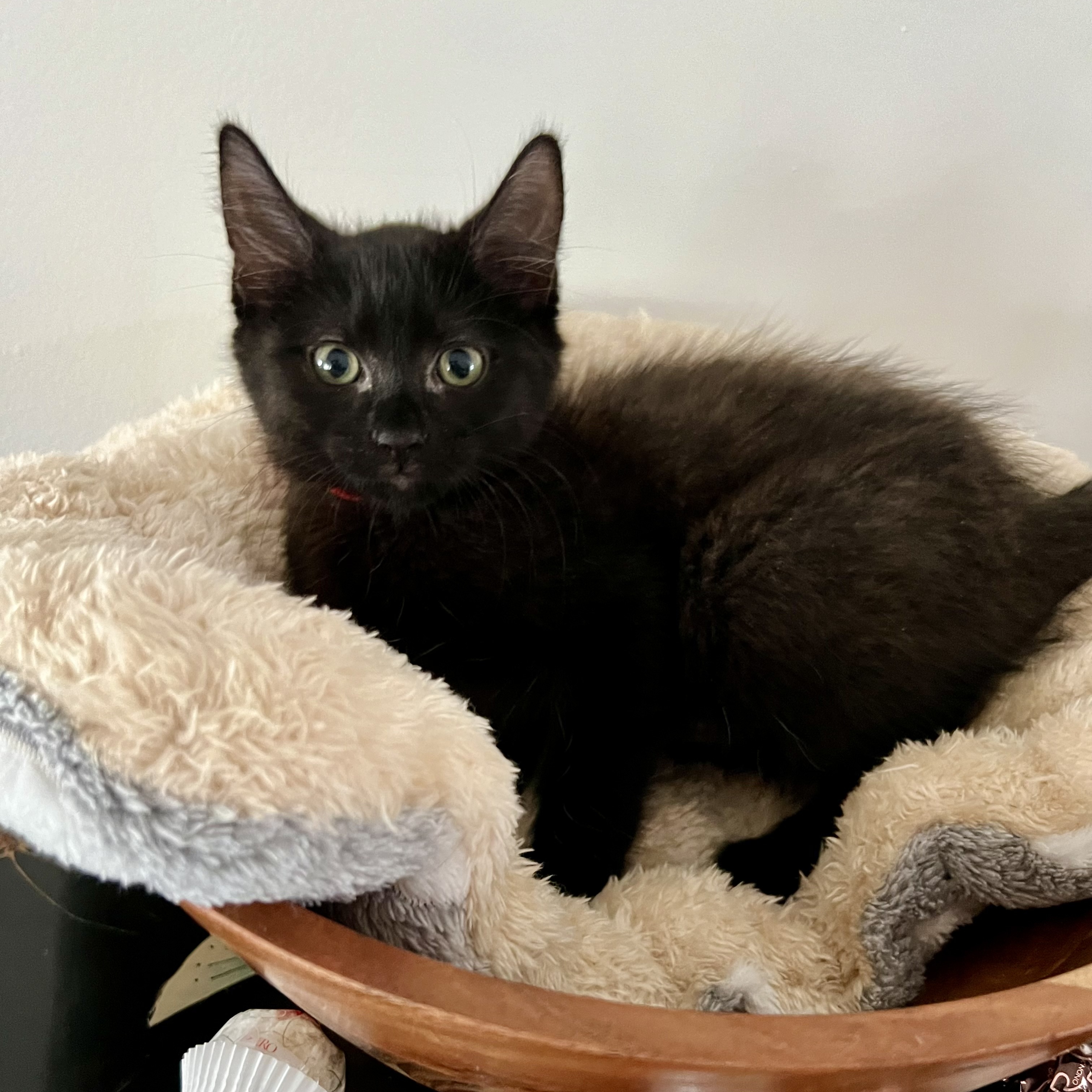 Enlarge Ferrero, an adoptable Domestic Short Hair in Lacona, NY image 4/6