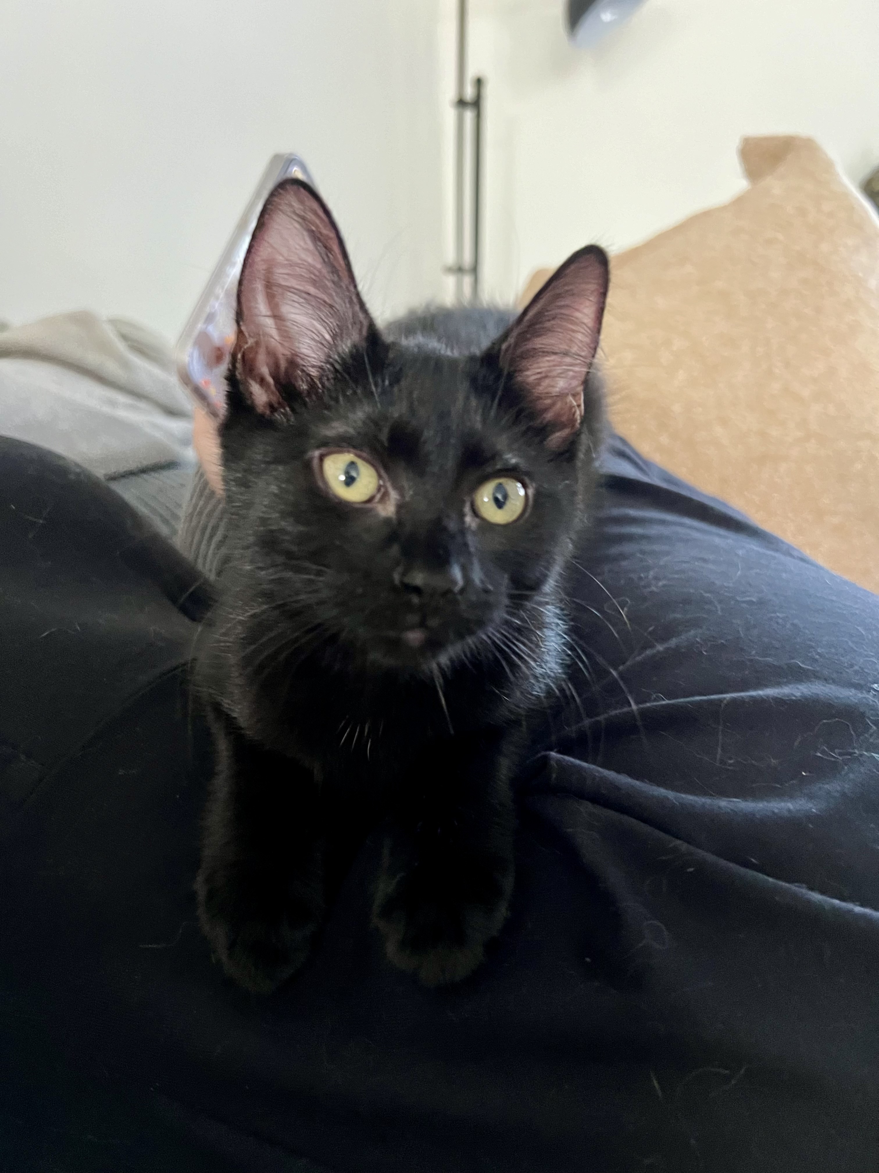 Enlarge Ferrero, an adoptable Domestic Short Hair in Lacona, NY image 6/6