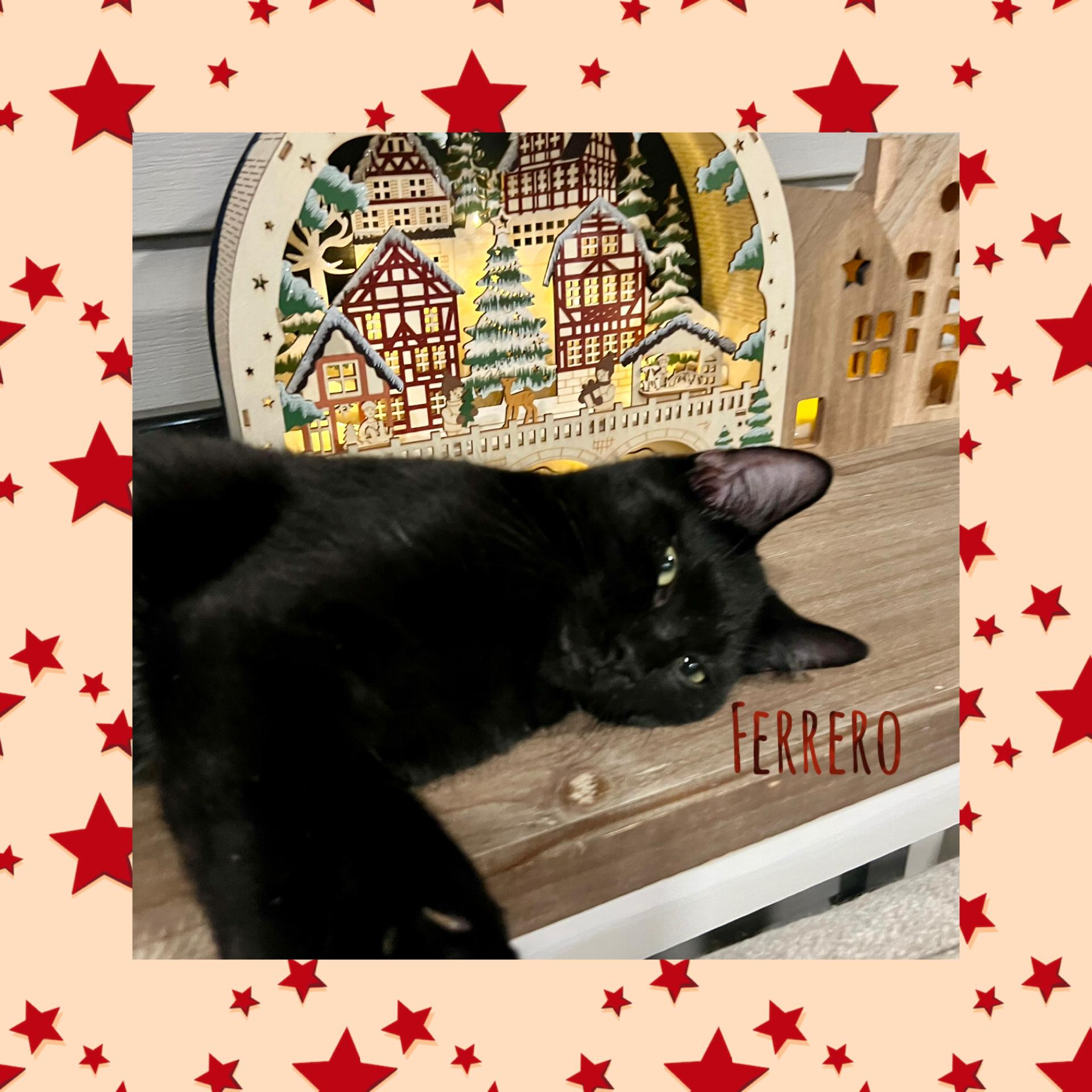 Enlarge Ferrero, an adoptable Domestic Short Hair in Lacona, NY image 2/6