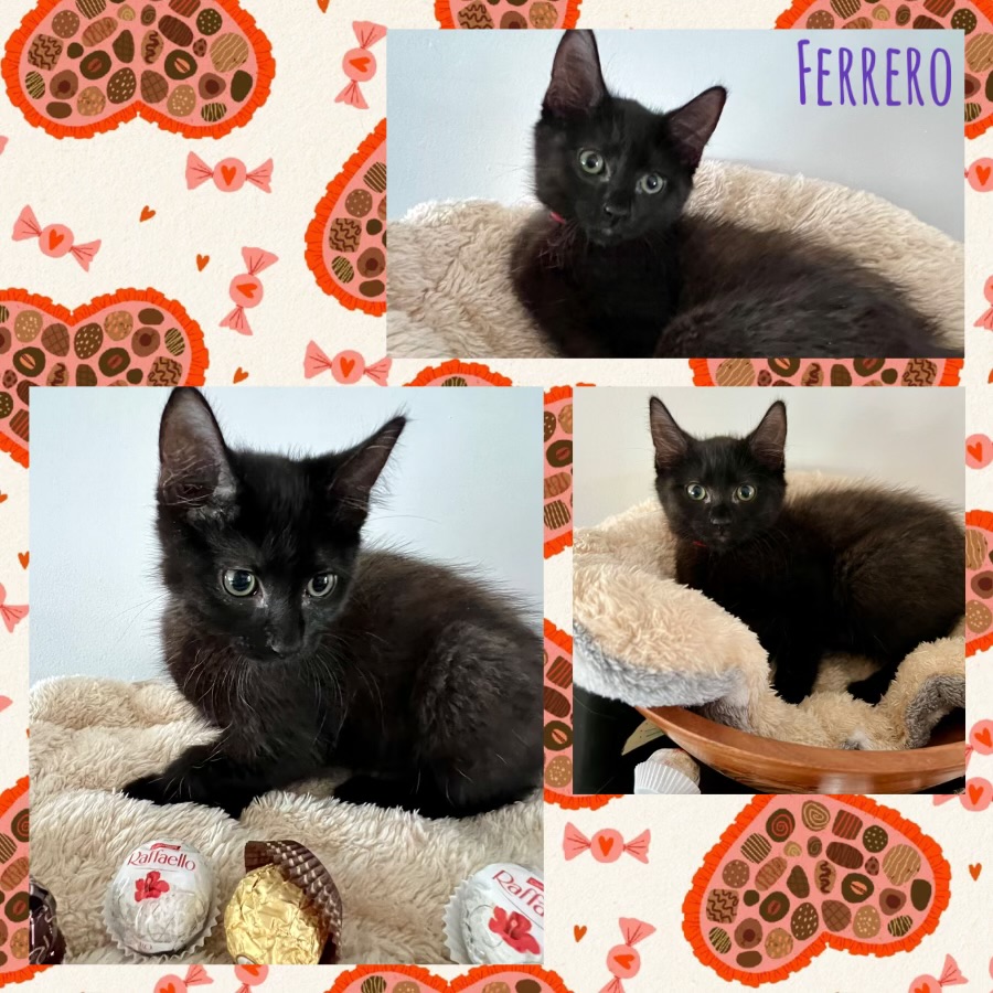 Enlarge Ferrero, an adoptable Domestic Short Hair in Lacona, NY image 5/6