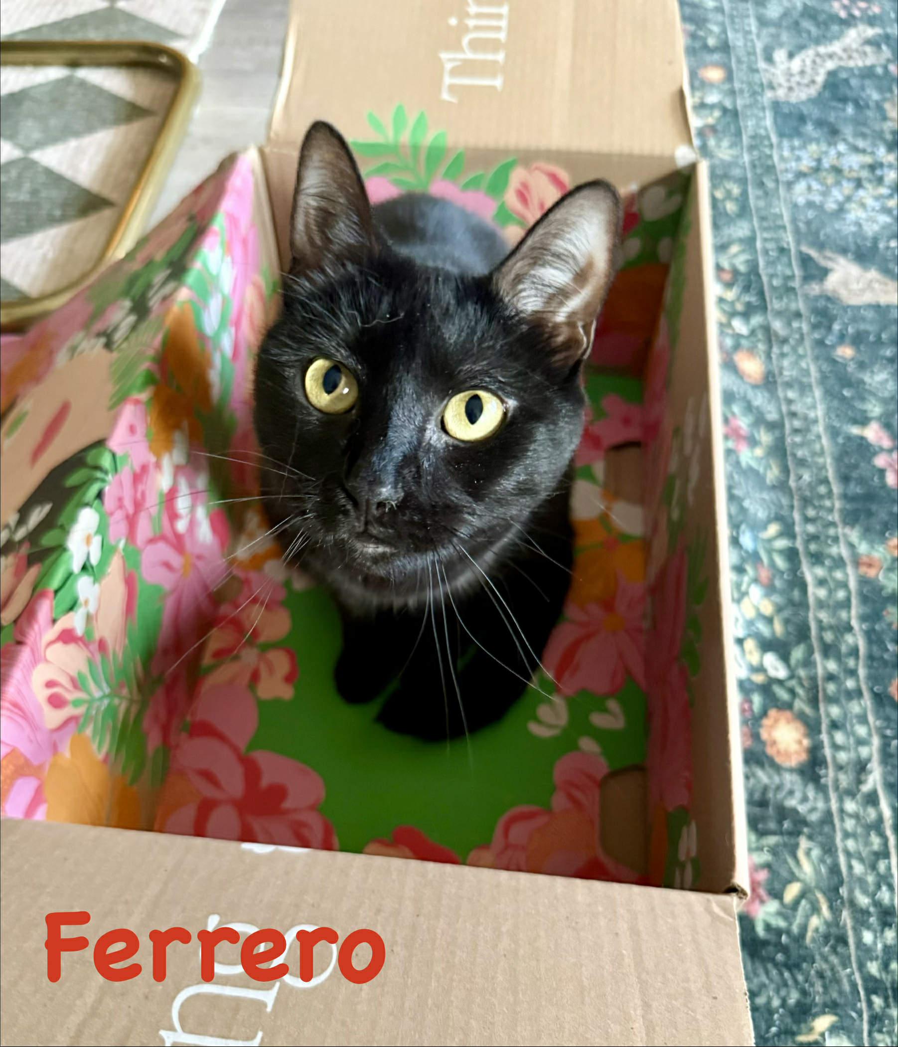 Enlarge Ferrero, an adoptable Domestic Short Hair in Lacona, NY image 1/6