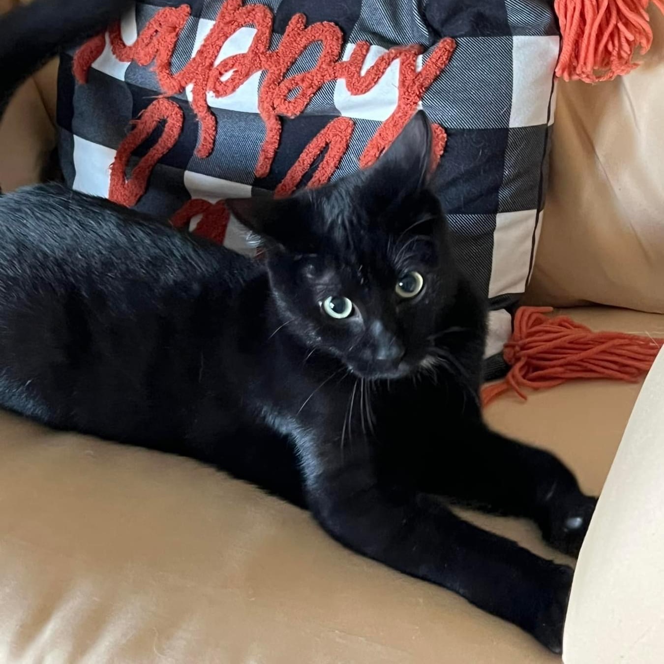 Enlarge Ferrero, an adoptable Domestic Short Hair in Lacona, NY image 3/6