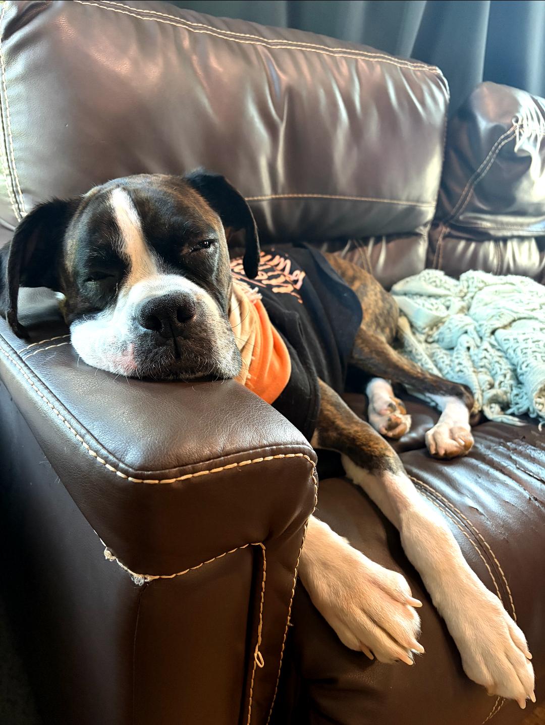 Harper, Adoptable, Senior Female Boxer.