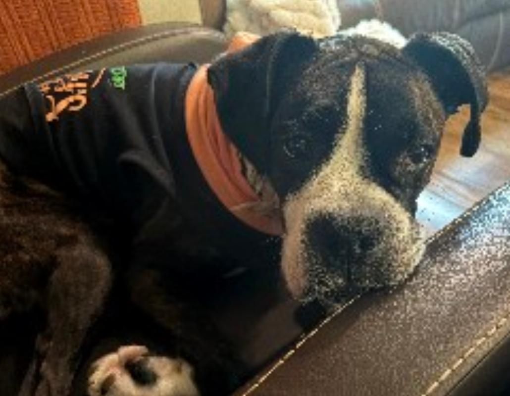 Enlarge Harper, a Adoptable Boxer in Shakopee, MN image 2/3