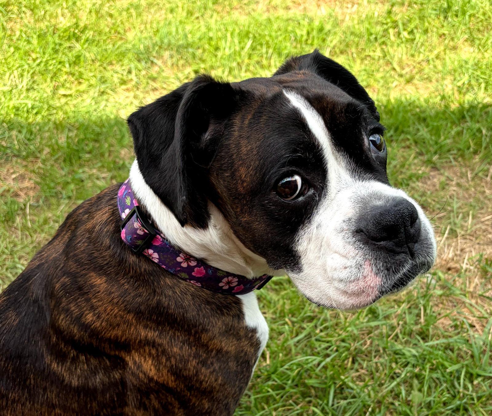 Enlarge Harper, a Adoptable Boxer in Shakopee, MN image 3/3