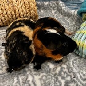Enlarge Harrison & McCartney (Males), a ADOPTABLE Guinea Pig in Oakland, CA image 5/6