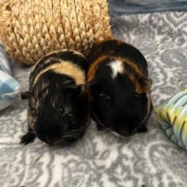 Enlarge Harrison & McCartney (Males), a ADOPTABLE Guinea Pig in Oakland, CA image 1/6