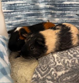 Enlarge Harrison & McCartney (Males), a ADOPTABLE Guinea Pig in Oakland, CA image 3/6