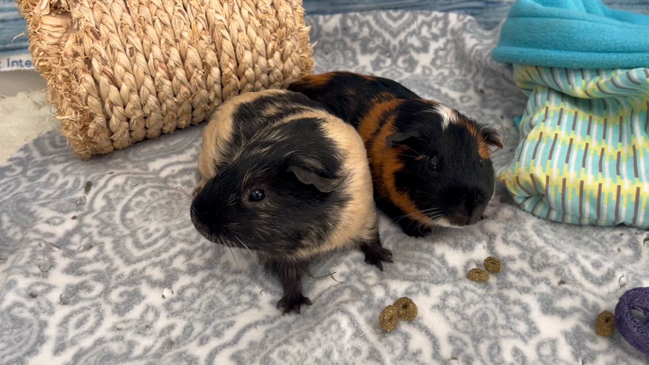 Enlarge Harrison & McCartney (Males), a ADOPTABLE Guinea Pig in Oakland, CA video 2/6