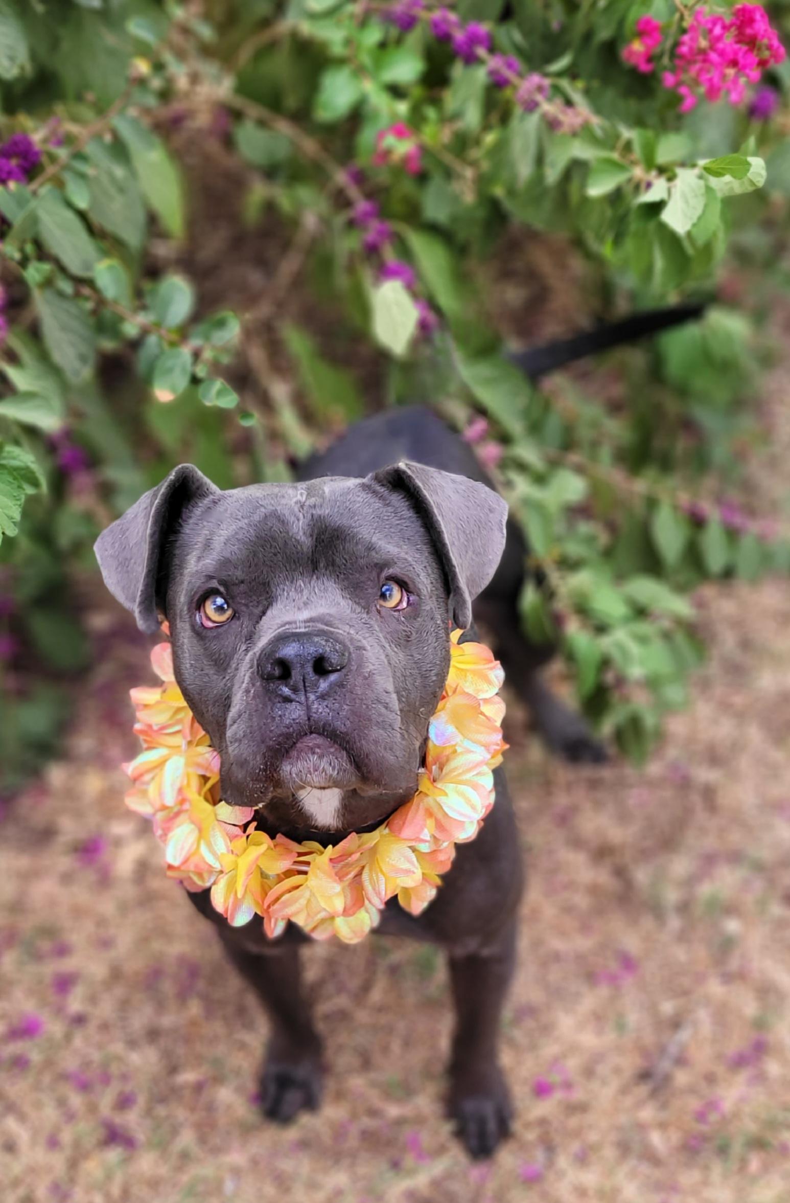 Enlarge Bella, a Adoptable American Bully in Vernon, TX image 1/1