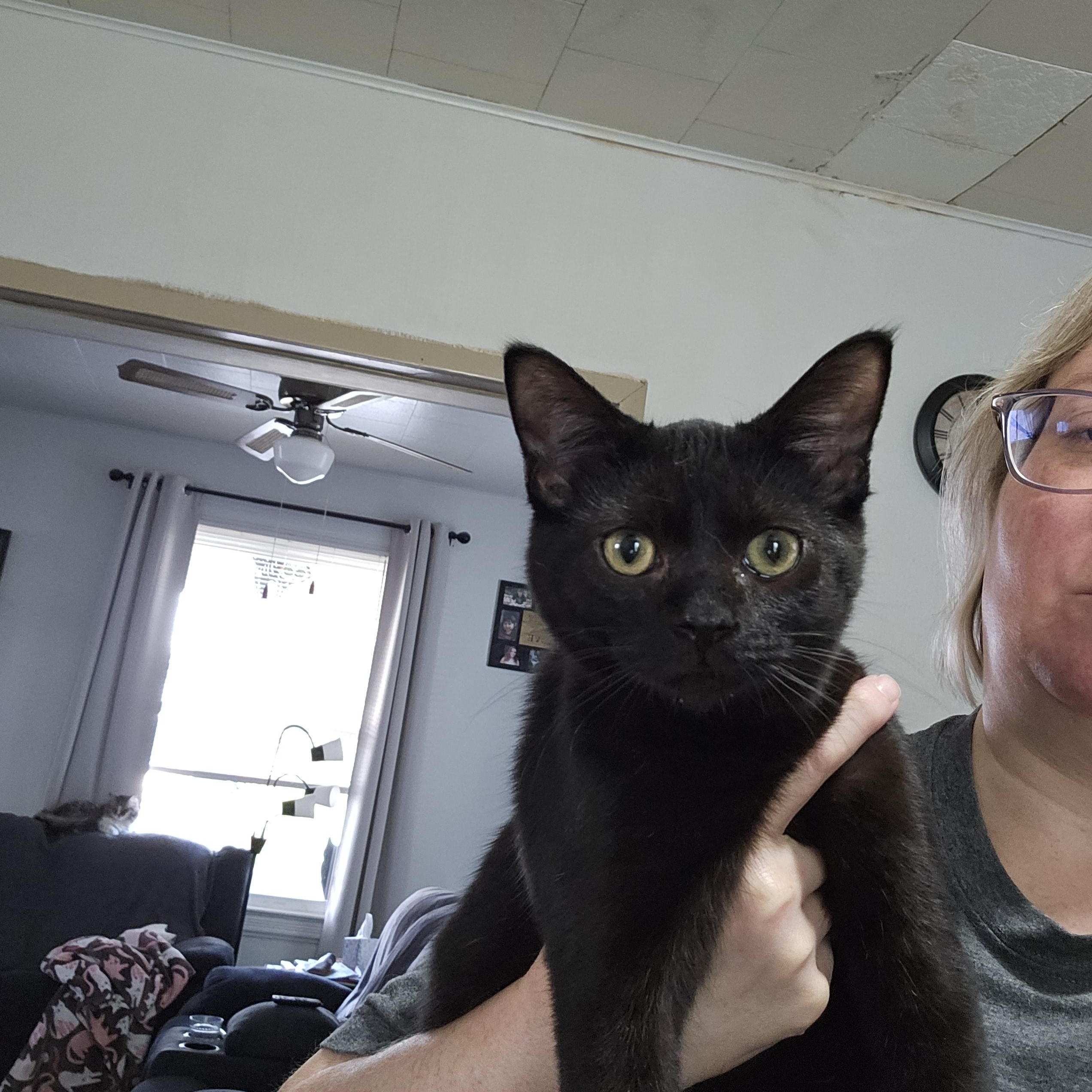 Enlarge Newton, a Adoptable Domestic Short Hair in Butler, PA image 1/1