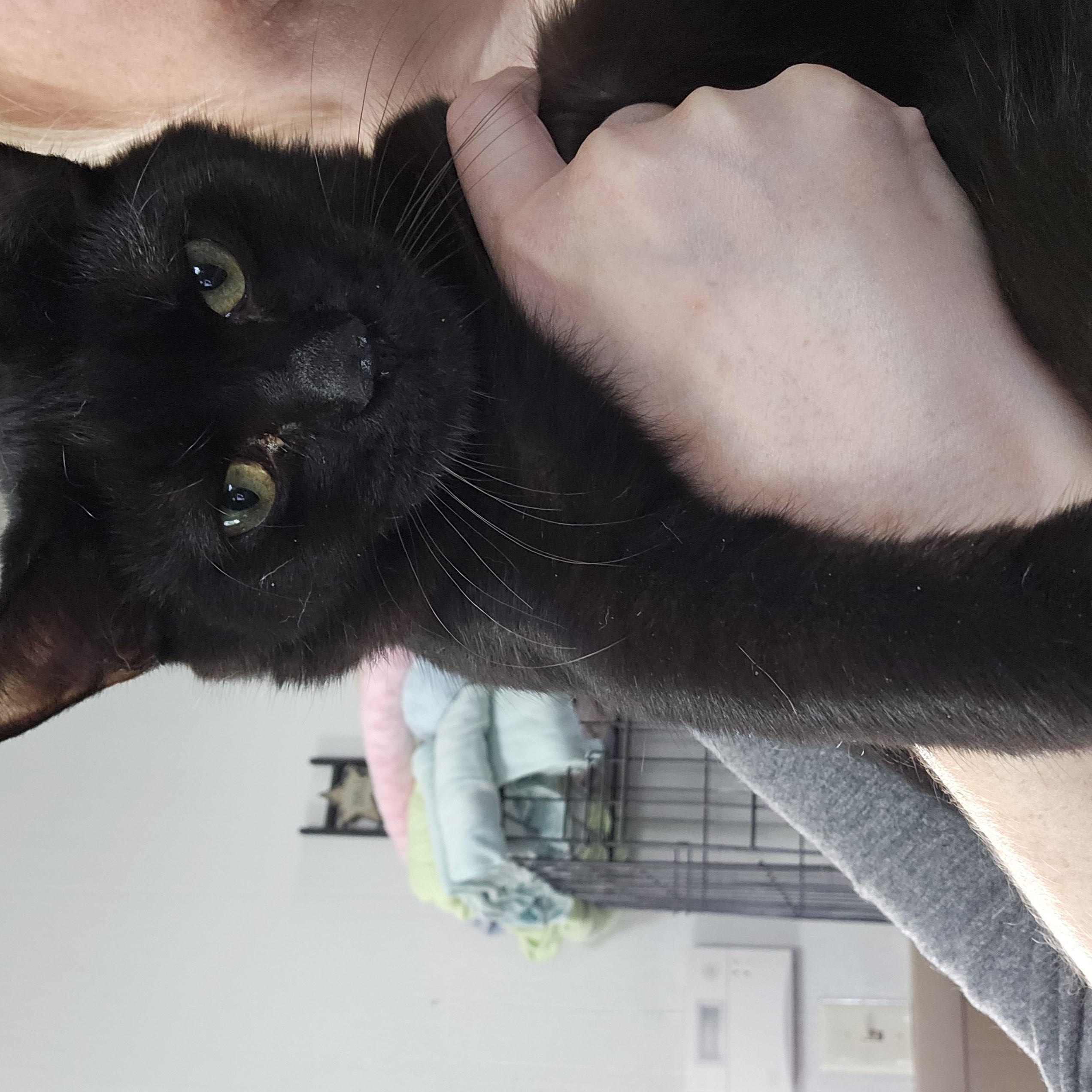 Enlarge Newton, a Adoptable Domestic Short Hair in Butler, PA image 1/1